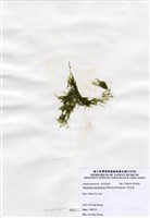 藏品(指枝藻)的圖片